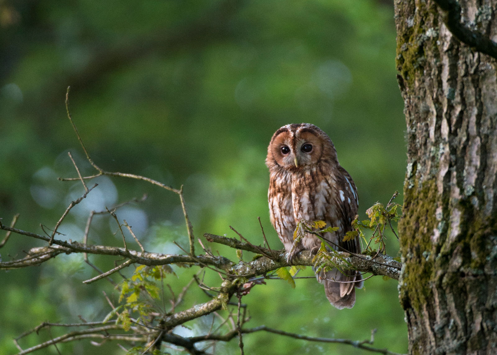 How to Photograph Woodland Birds Nature TTL
