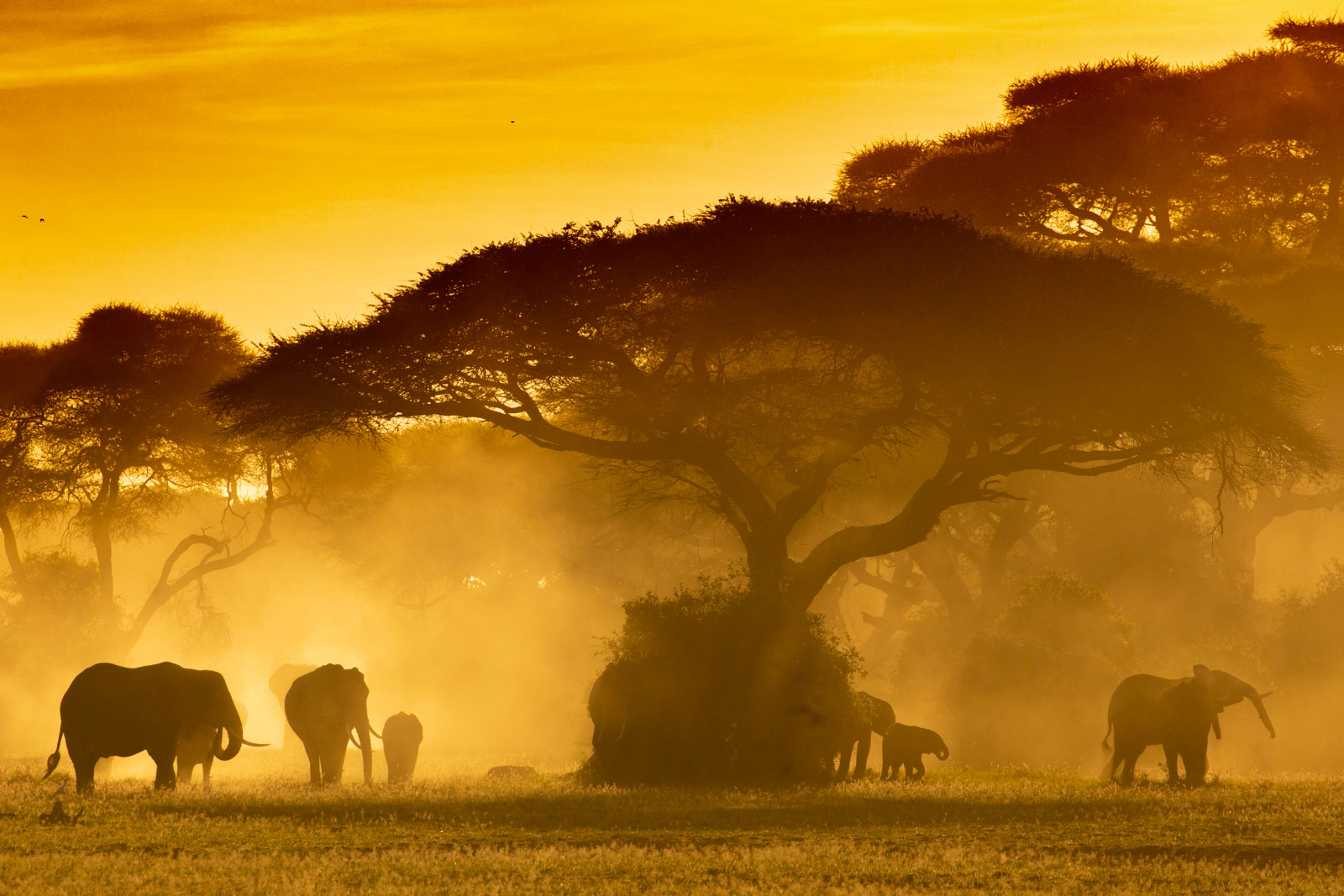 Elephants backlit