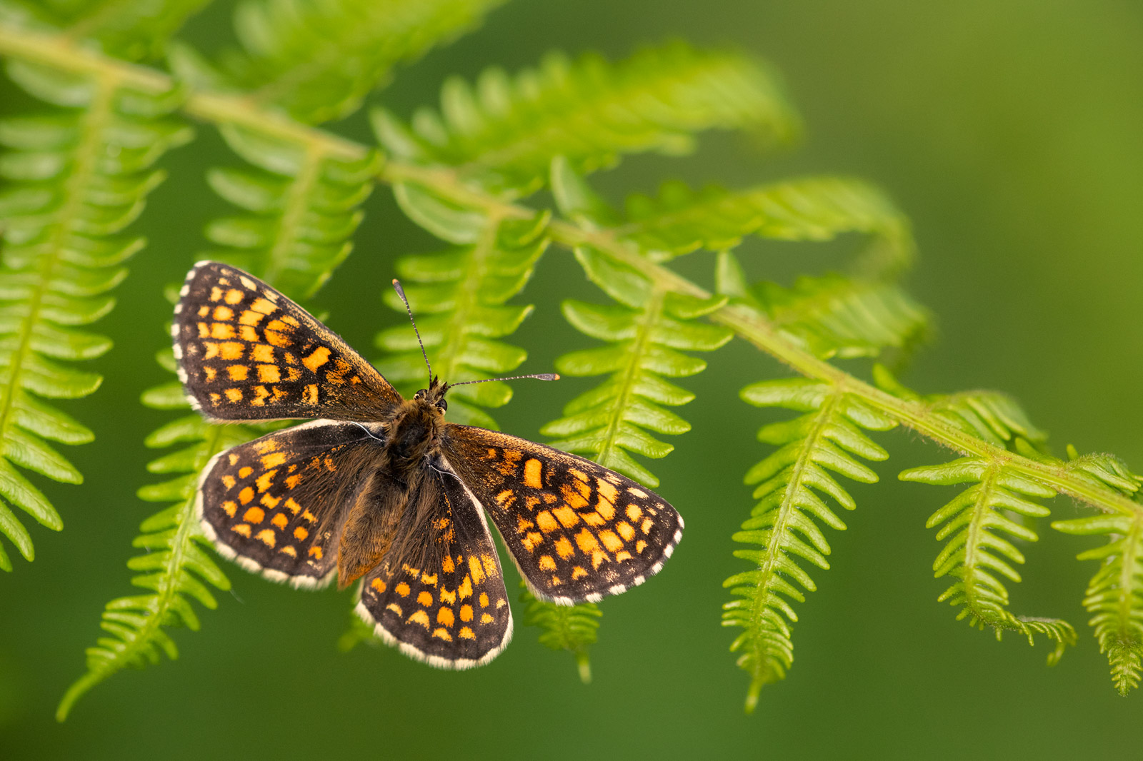 The Best Habitats for Macro and Insect Photography Nature TTL