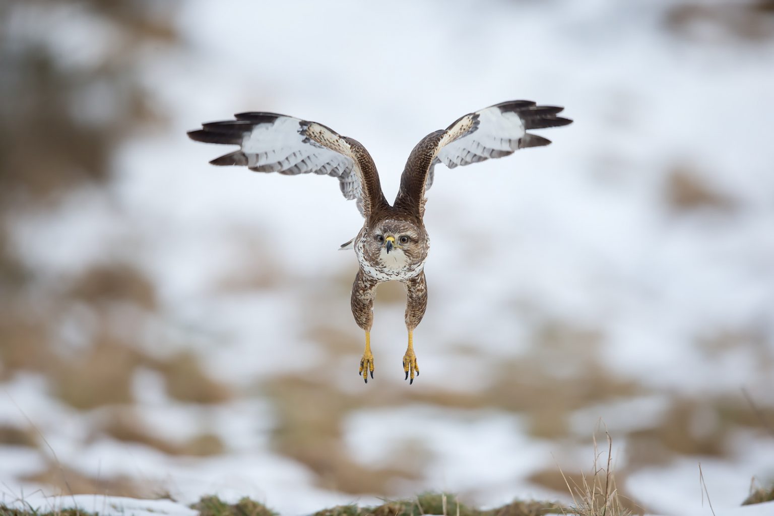 How to Photograph Buzzards - Nature TTL