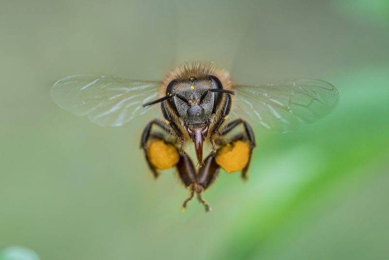 Flying store bee camera