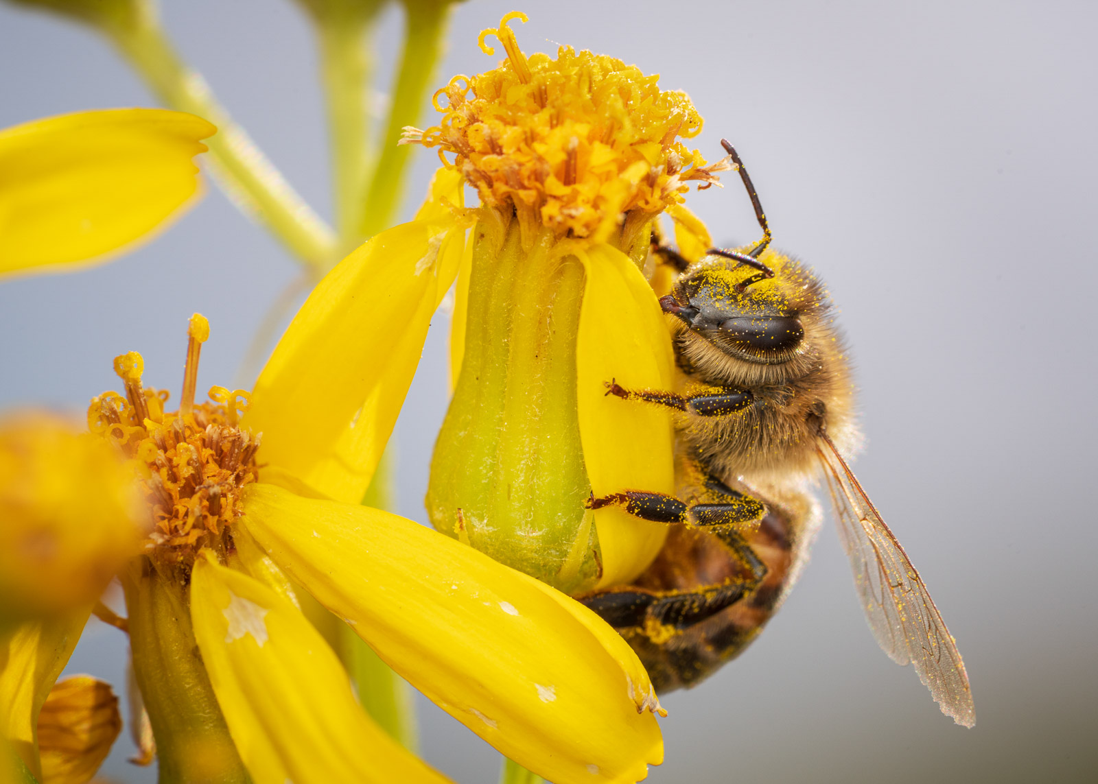 How to Photograph Bees Nature TTL