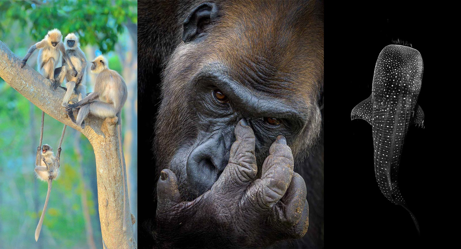 Winners of the Nature TTL Photographer of the Year 2021 Competition