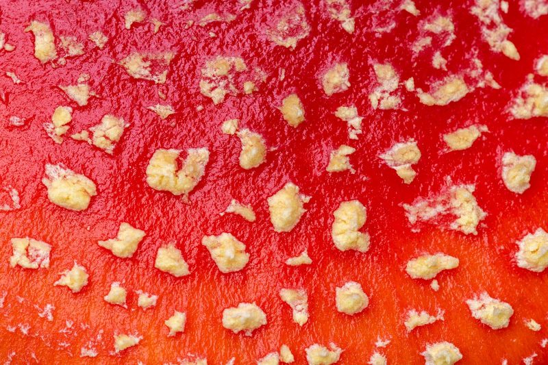 Fly Agaric fungi