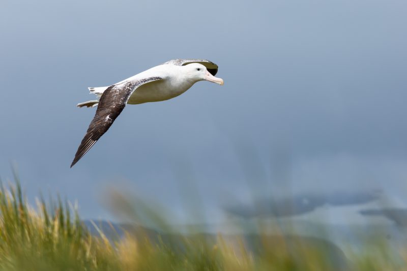 Wandering Albatross in flight