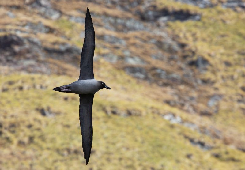 Light-mantled Sooty Albatross