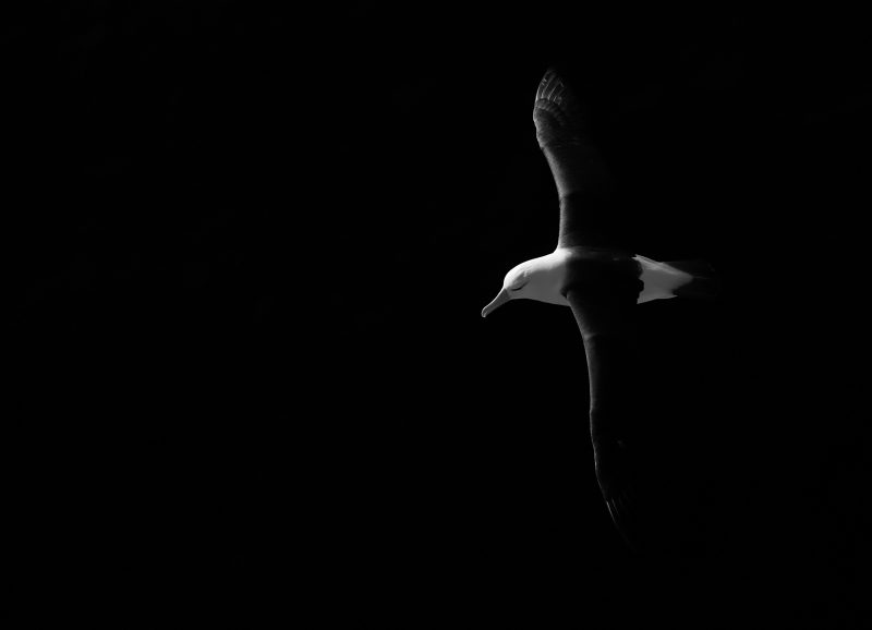 Black and white photo of an albatross in flight