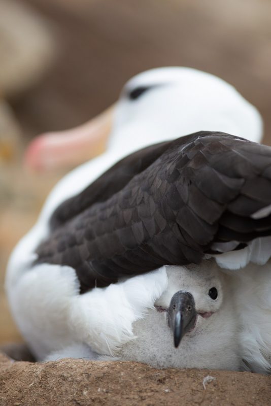 Albatross sitting on chick