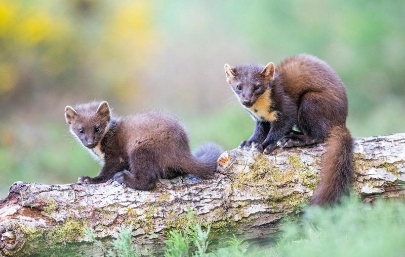 Pine Marten young