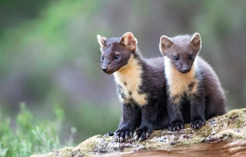 Pine Marten juveniles sat together