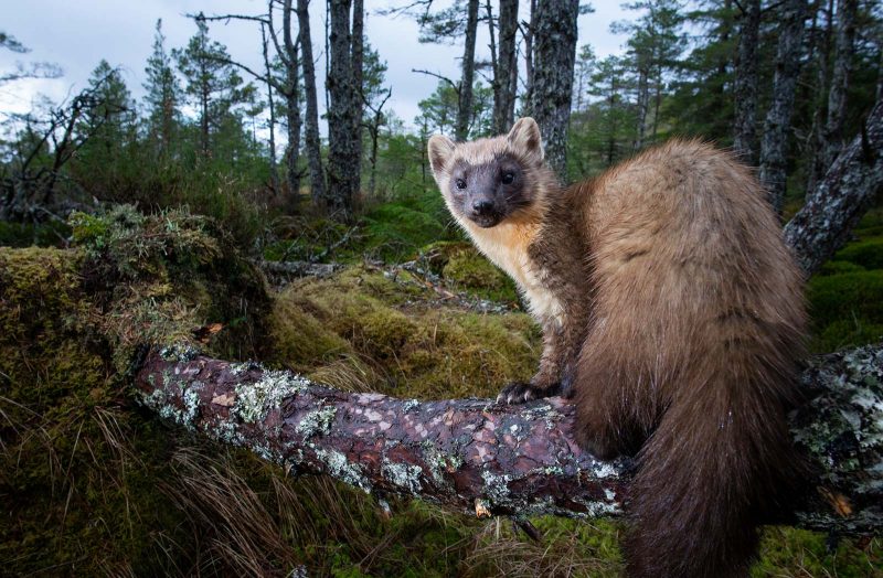 Pine Marten in forest camera trap photo