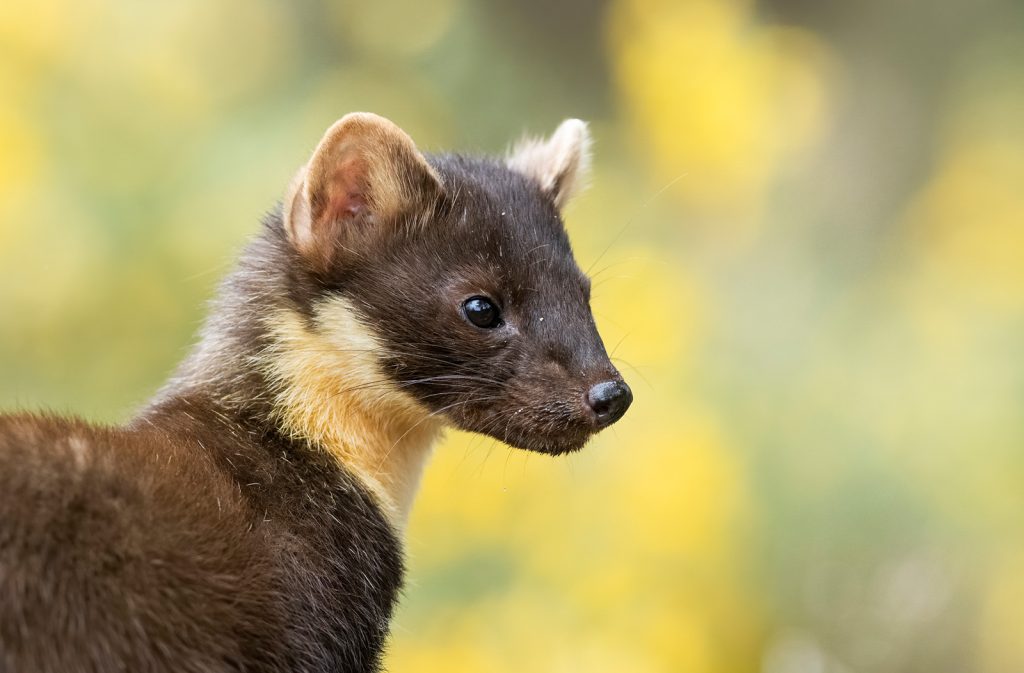 How to Photograph Pine Martens Nature TTL