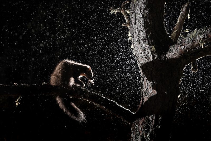 Pine Marten backlit at night