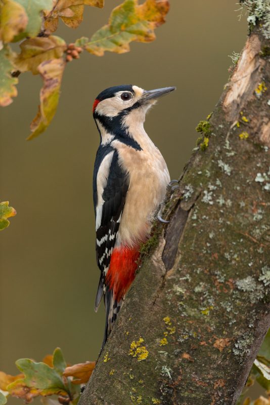 Great spotted woodpecker 