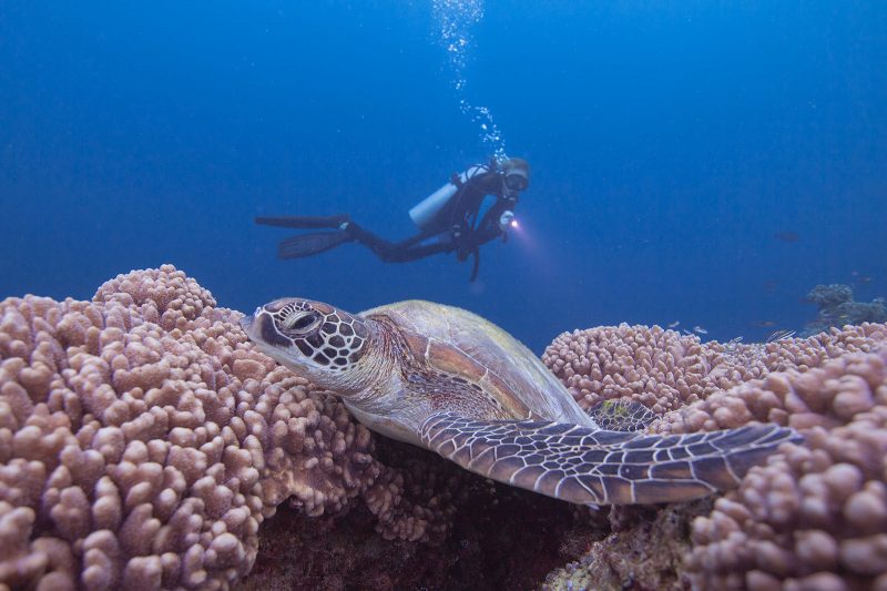 Diving with a turtle