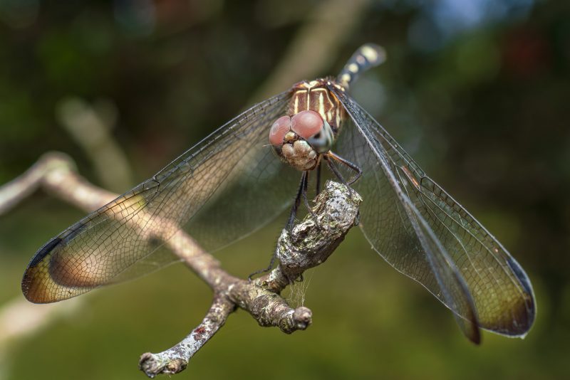 Dragon fly on branch