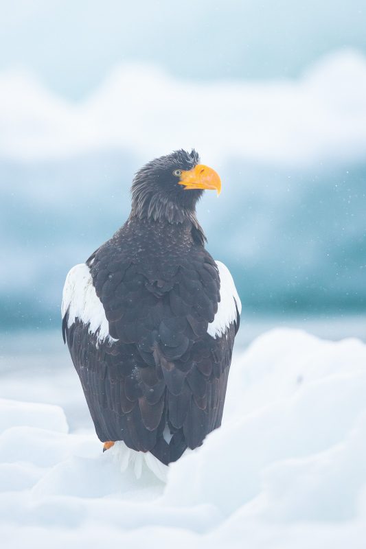 Sea eagle in the snow in Japan