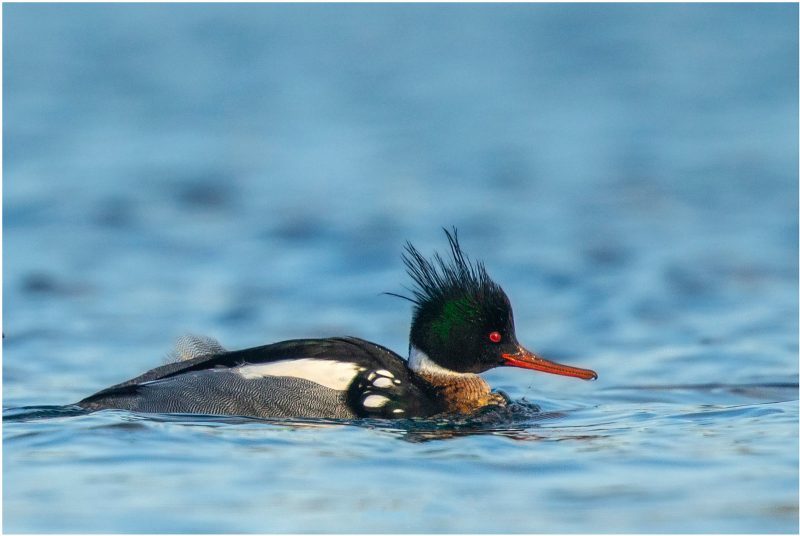 Merganser in Japan