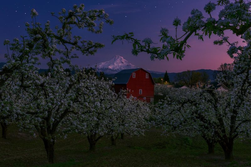 Night time landscape photographed at an orchid 