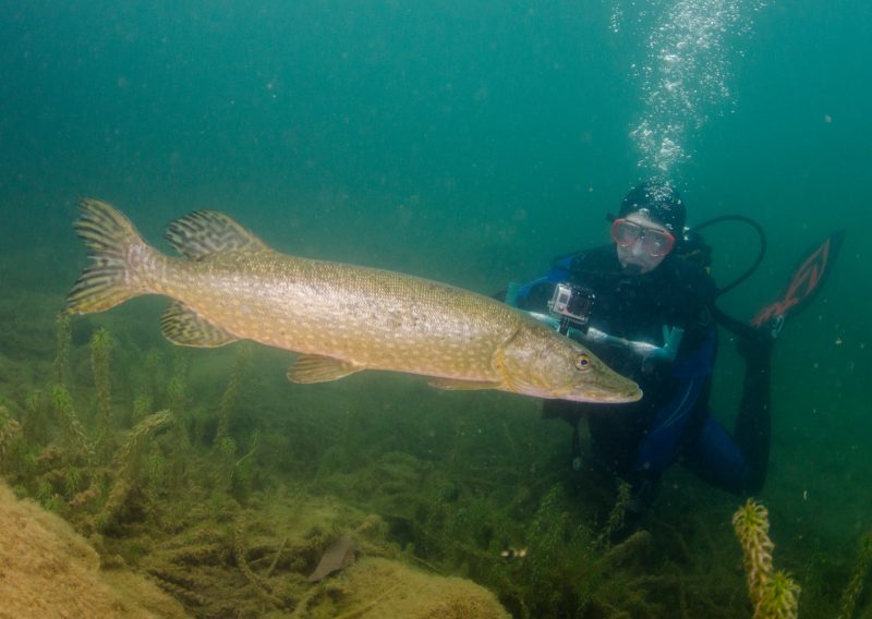 Diving with freshwater of fish