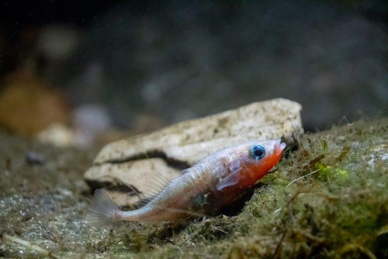 Three spined stickleback nest building