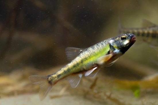 How to Photograph Freshwater Fish in the UK - Nature TTL