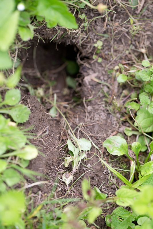 Water vole burrow