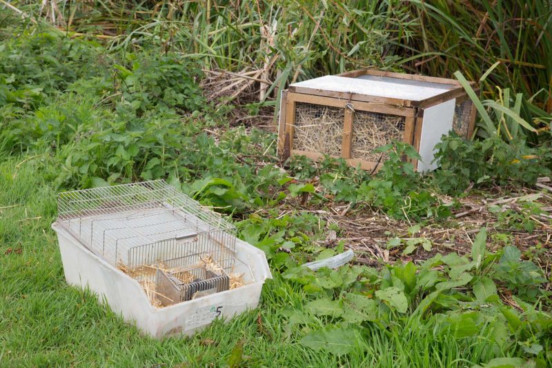 Releasing water voles