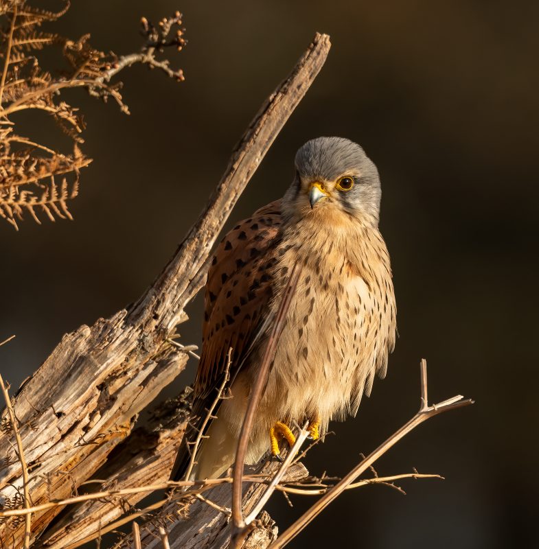 Birds of Prey: How to Find and Photograph Raptors - Nature TTL