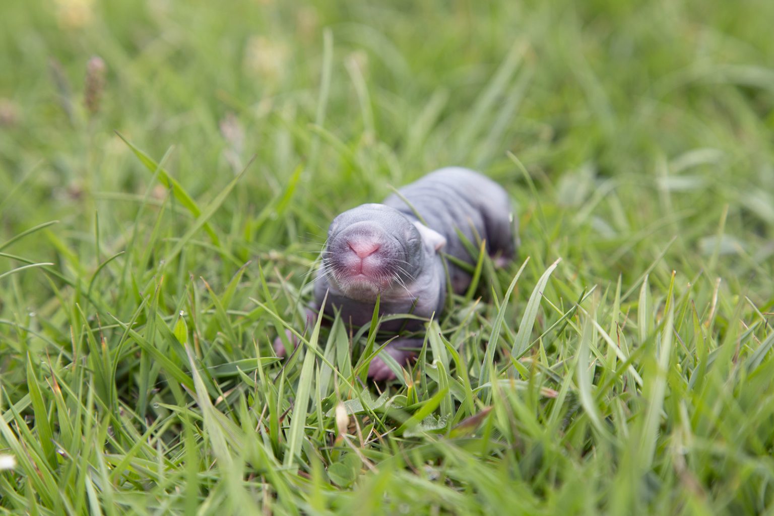 How to Photograph Rabbits - Nature TTL