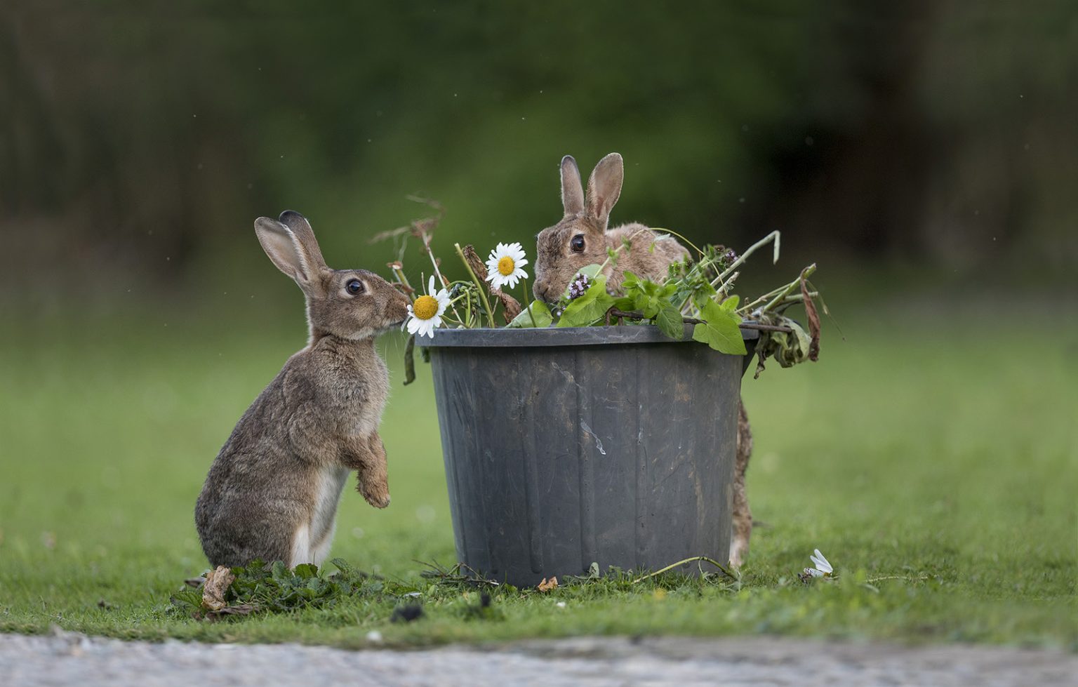 How to Photograph Rabbits - Nature TTL