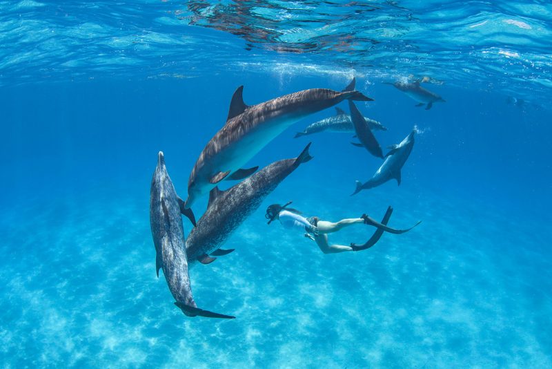 people swimming with dolphins underwater