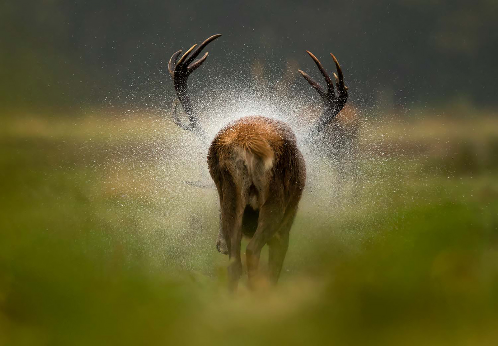 Winners Announced for European Wildlife Photographer of the Year 2021 ...
