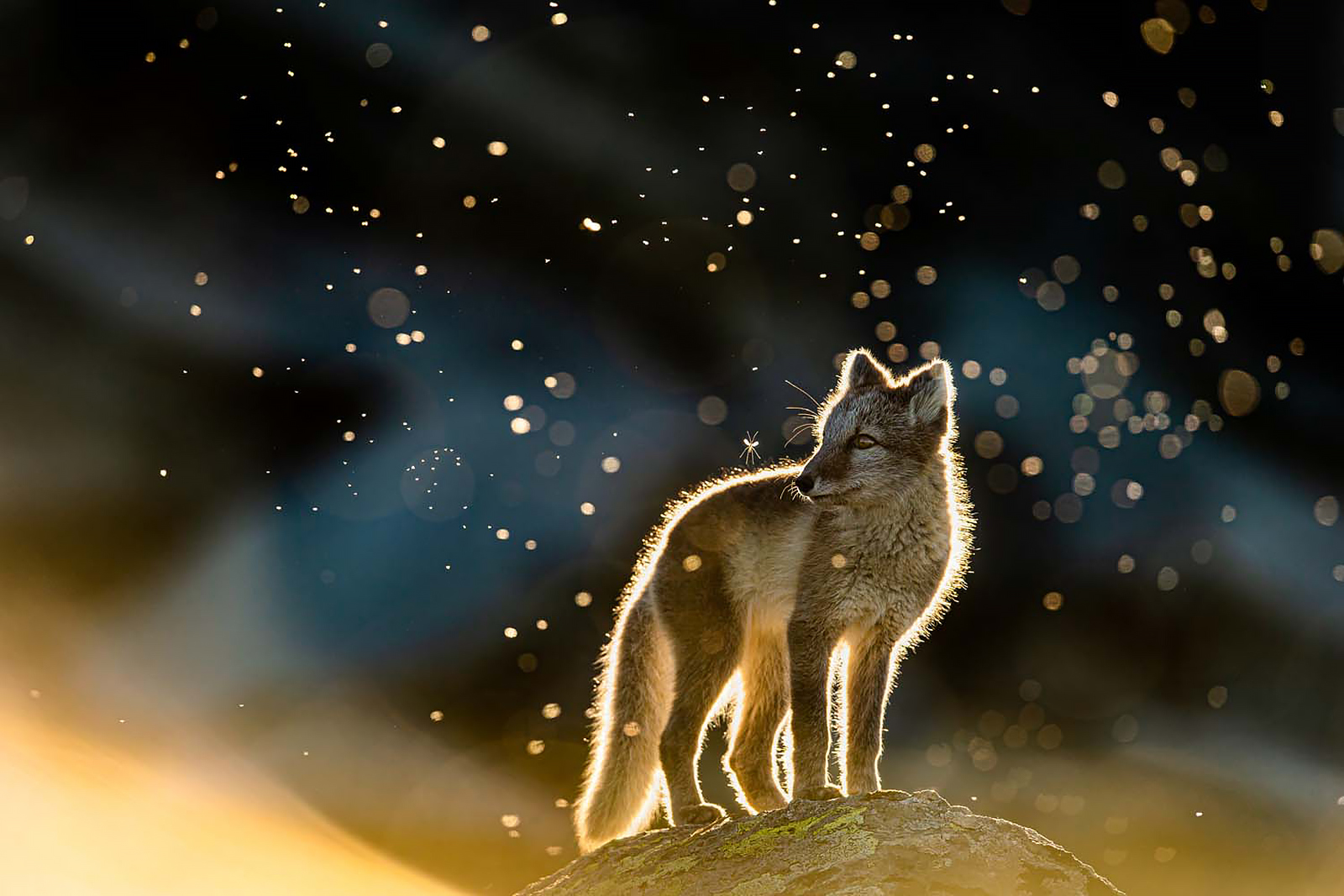 Winners Announced for European Wildlife Photographer of the Year 2021 ...