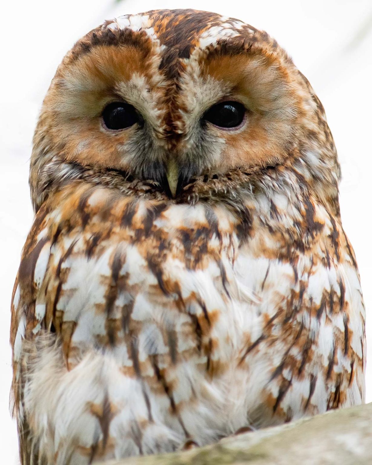 how-to-photograph-tawny-owls-nature-ttl