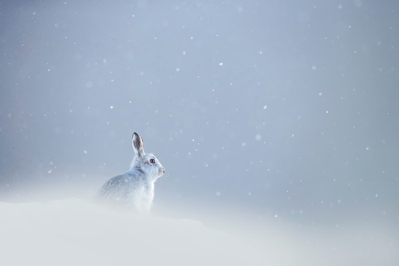 mountain hare Peak District