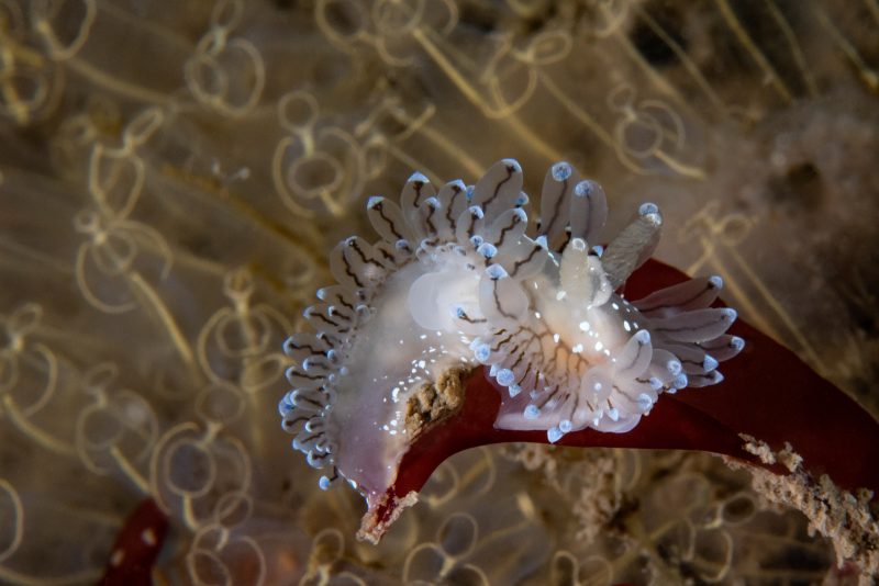 nudibranch photography