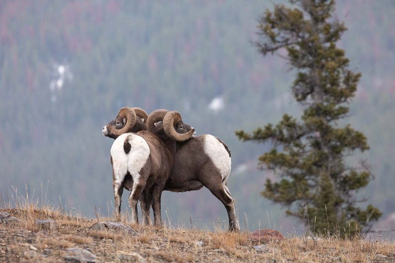 bighorn sheep photography