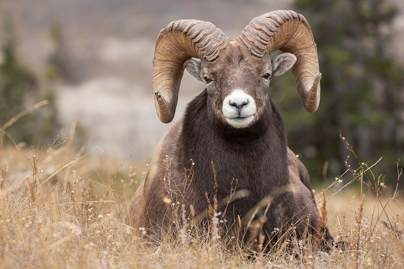 Ram Sheep