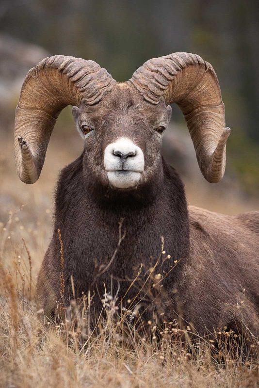 sheep looking at camera