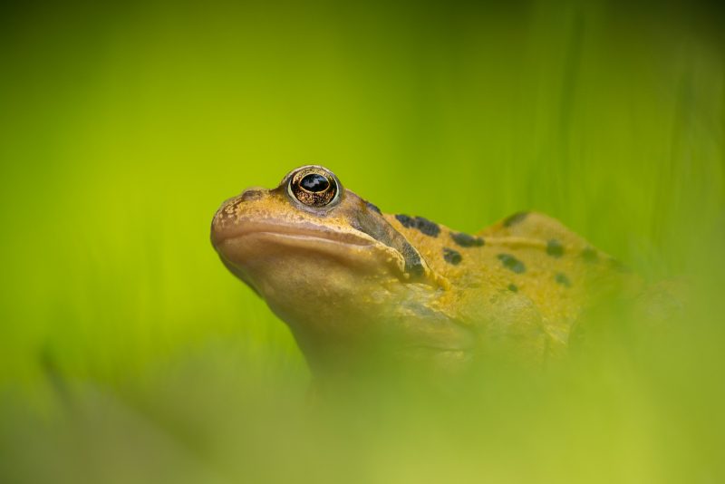 Macro photography of frog in winter