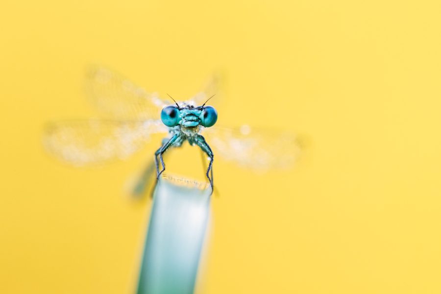 focus stacking macro images