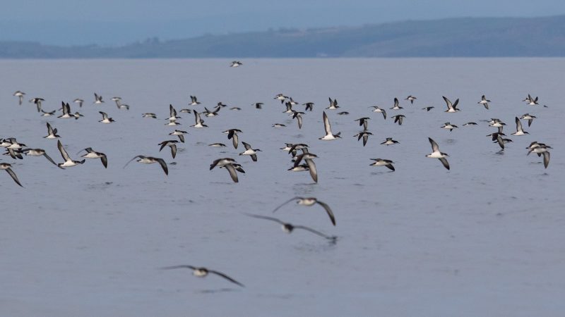 Manx shearwater gathering