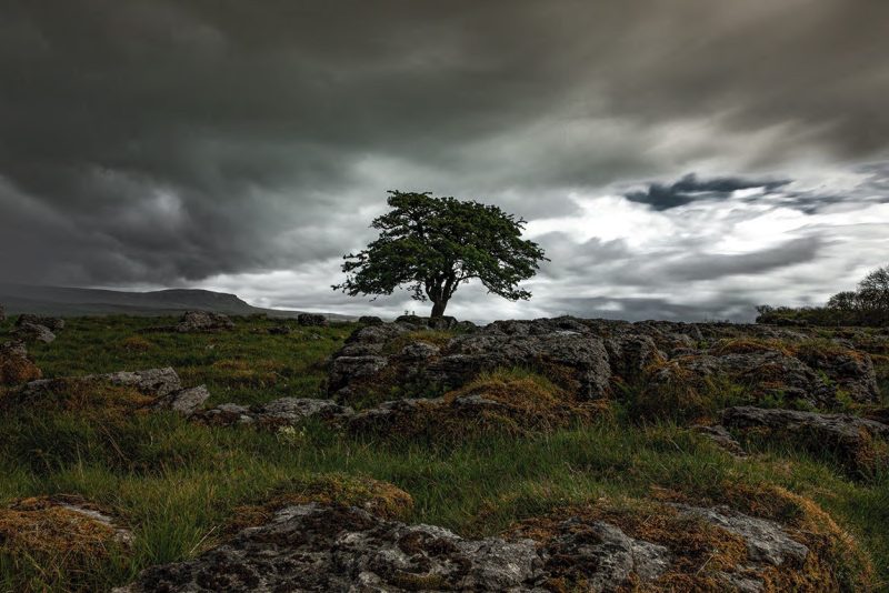 tree landscape photography