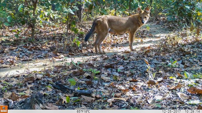 camera trap photography