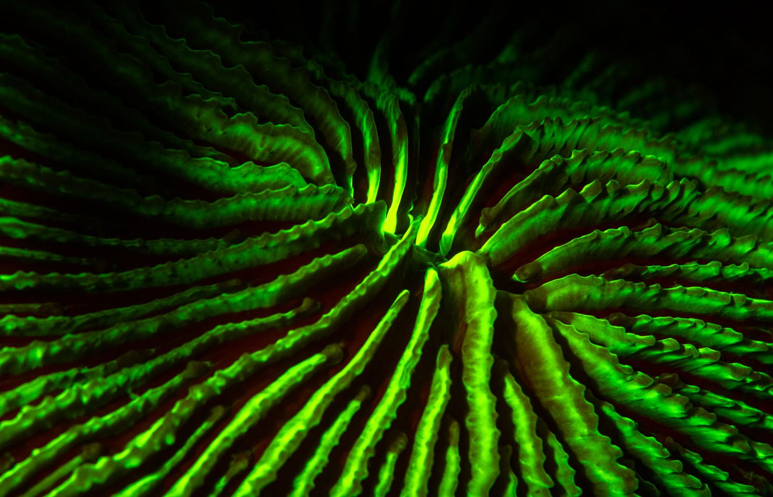How to Photograph Underwater Fluorescence With Blue Light Nature TTL