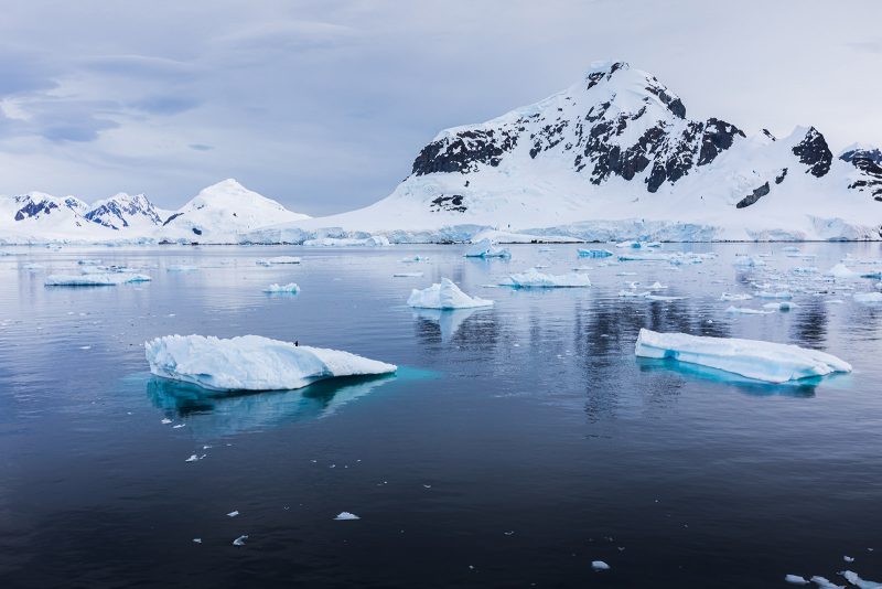 wildlife photography trip Antarctica