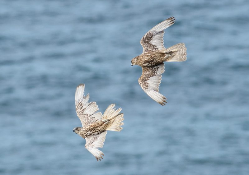 Where to photograph wildlife Iceland