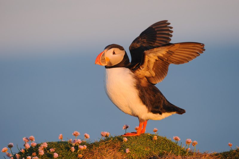 Puffin in midnight sun Iceland