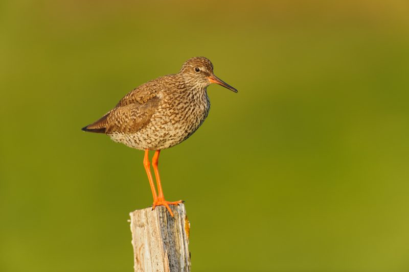 Bird photography Iceland